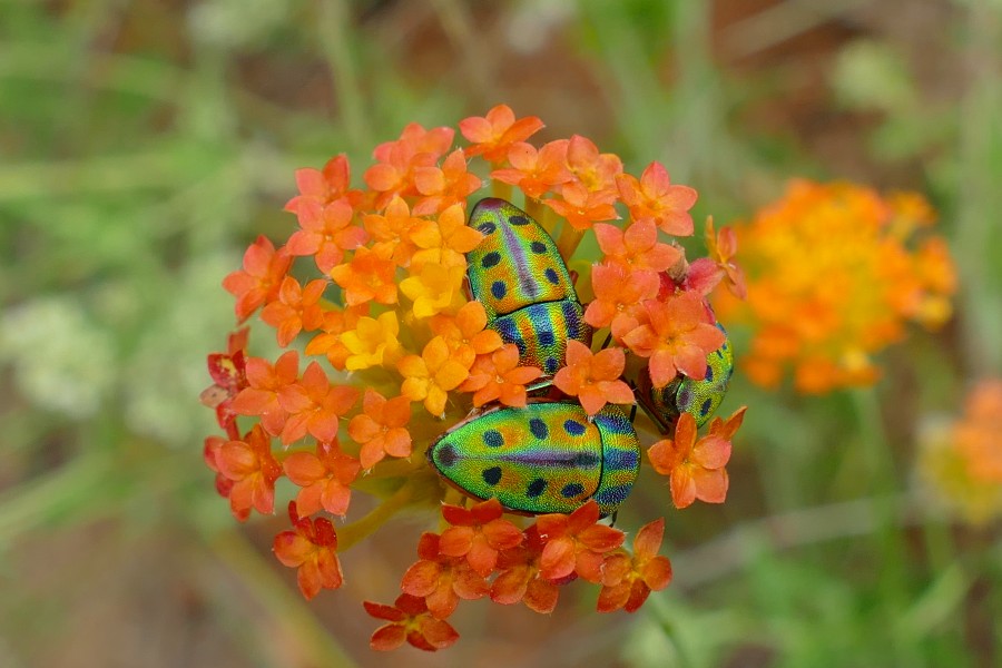 Rainbow Shield Bugs (Calidea sp.) on Ruby Gnidia (Gnidia rubescens) (16771538833)