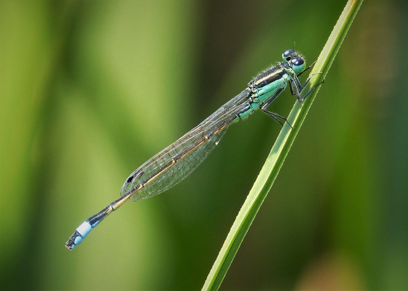 Rambur's Forktail adult male. Ischnura ramburii (37785043774)