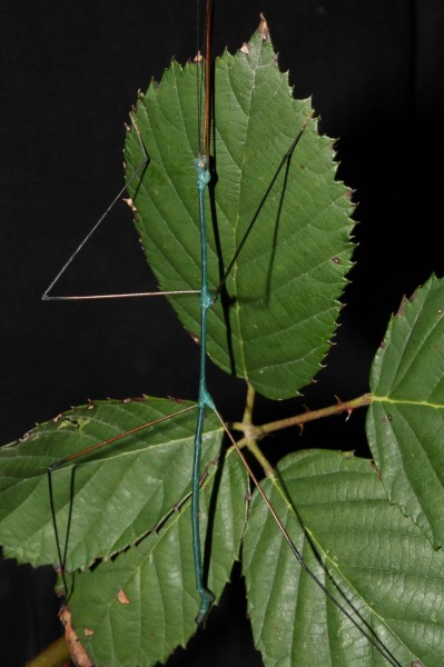Ramulus nematodes - blue male