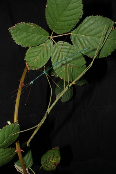 Ramulus nematodes - Pair