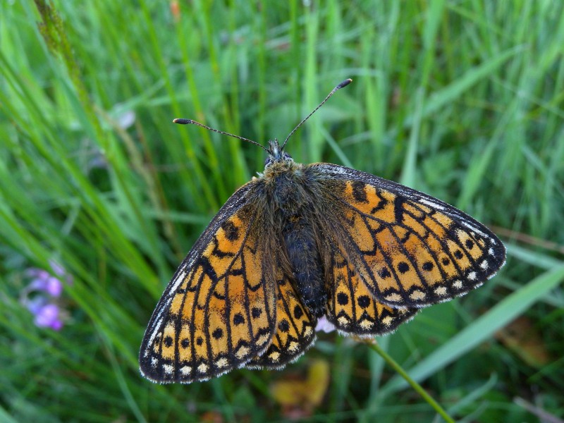 Randring-Perlmutterfalter (Proclossiana eunomia), Krähbachtal bei Rocherath, Ostbelgien (4901399239)