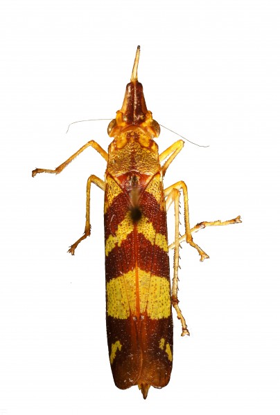 Raphirhinus phosphoreus