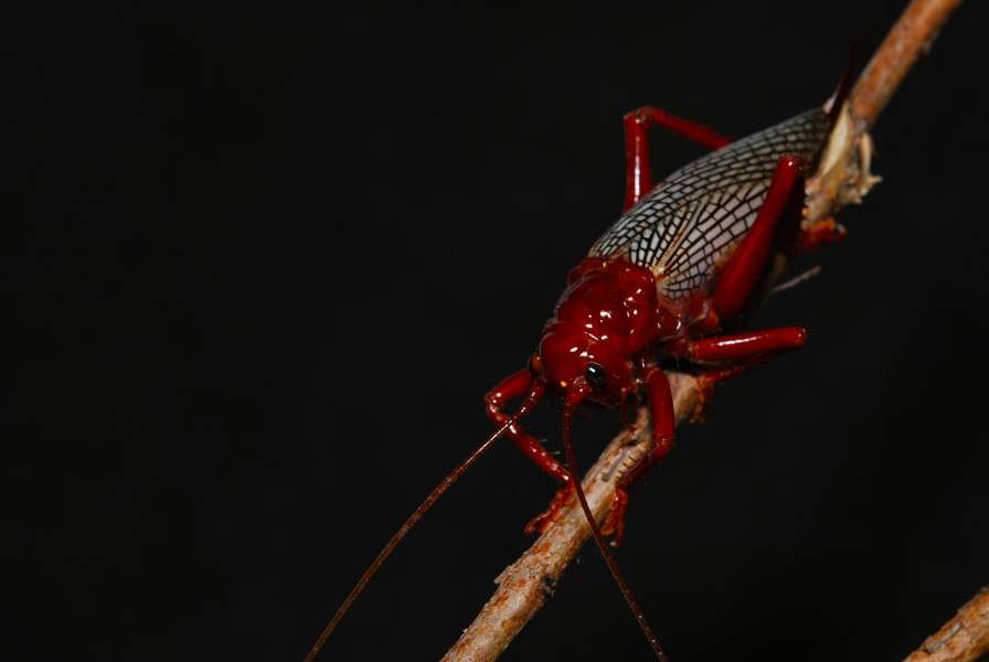 Raspy Cricket (Phlebogryllacris venosa) (8675437959)
