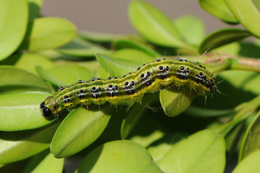 Raupe des Buchsbaumzünsler, Cydalima perspectalis 24