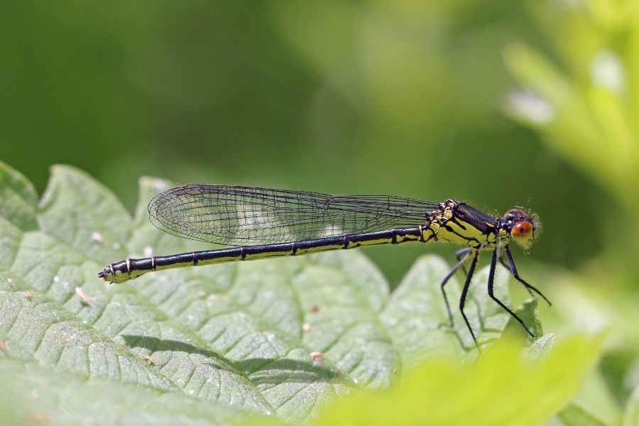 Red-eyed damselfly (Erythromma najas) immature female