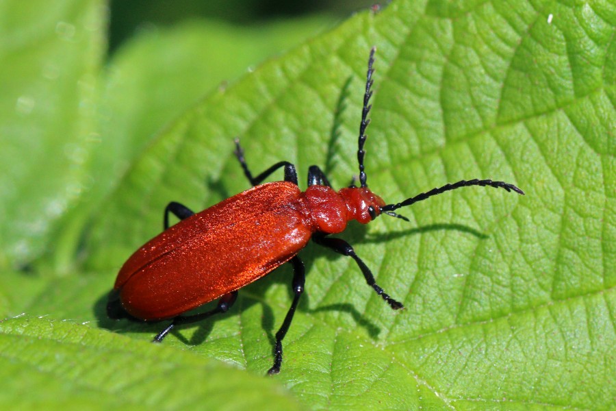 Red-headed cardinal beetle (Pyrochroa serraticornis) 2