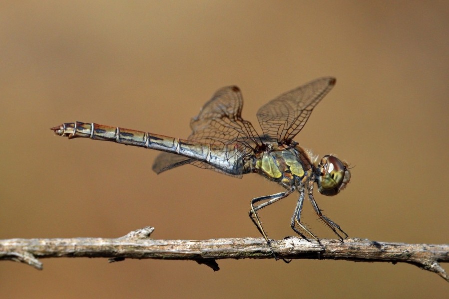 Red-veined darter (Sympetrum fonscolombii) female