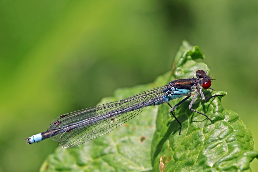 Red-eyed damselfly (Erythromma najas) male 2