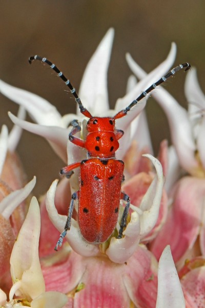 Red-femured Milkweed Borer - Tetraopes femoratus, Sattley, California