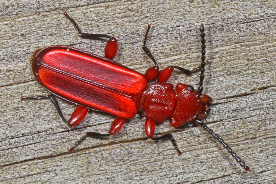 Red Flat Bark Beetle - Cucujus clavipes, Leesylvania State Park, Woodbridge, Virginia