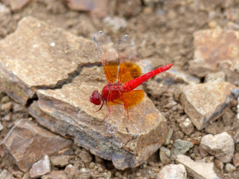 Red Groundling (Brachythemis lacustris) male (11965838824)