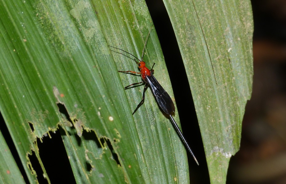 Red-headed Braconid Wasp (Braconidae) (8677281709)