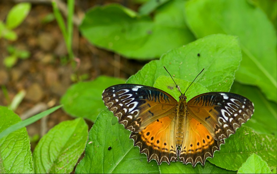 Red lacewing-BalpakramDSC 6588