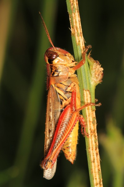 Red-legged Grasshopper - Melanoplus femurrubrum, Elk River State Forest, Elkton, Maryland