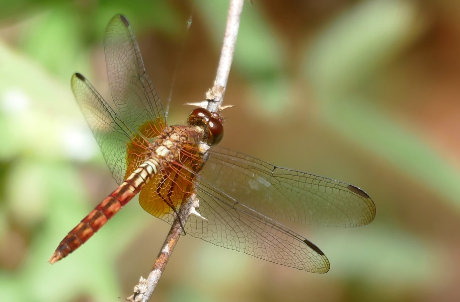 Reddish Dragonlet (Erythrodiplax famula) female (26805718658)