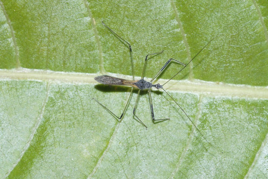 Reduviidae 8328