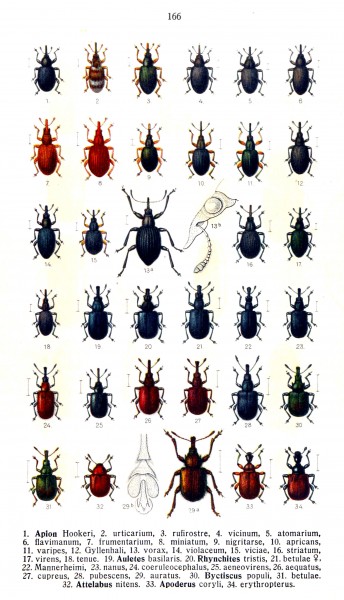 Reitter-1916-plate166