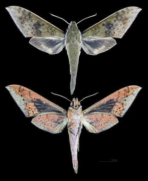 Rhagastis confusa MHNT CUT 2010 0 96 - Doi Inthanon Chiang Mai - male