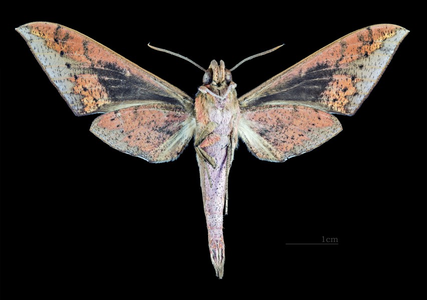 Rhagastis confusa MHNT CUT 2010 0 96 - Doi Inthanon Chiang Mai - male ventral