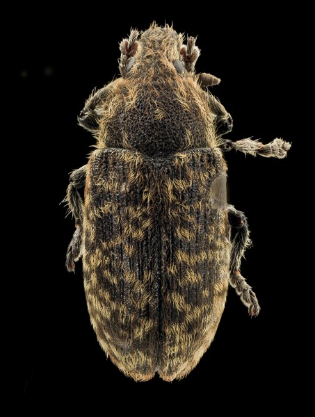 Rhinocyllus, U, back, U 2014-01-17-18.28.15 ZS PMax (12023078223)
