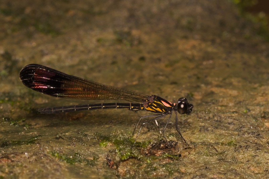 Rhinocypha bisignata male in Kadavoor