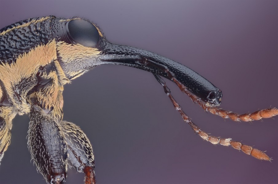 Rhinotia hemistictus (Long Nosed Weevil)
