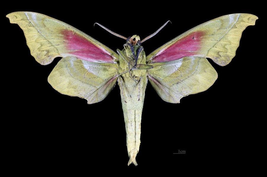 Rhodoprasina callantha MHNT CUT 2010 0 227 Doi Inthanon Chiang Maï Thailand male ventral