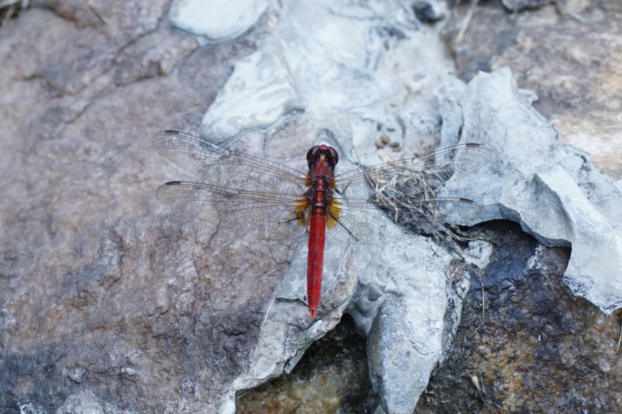 Rhodothemis rufa 7907