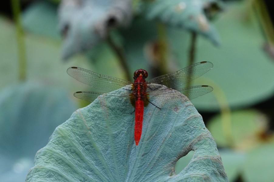 Rhodothemis rufa 9430
