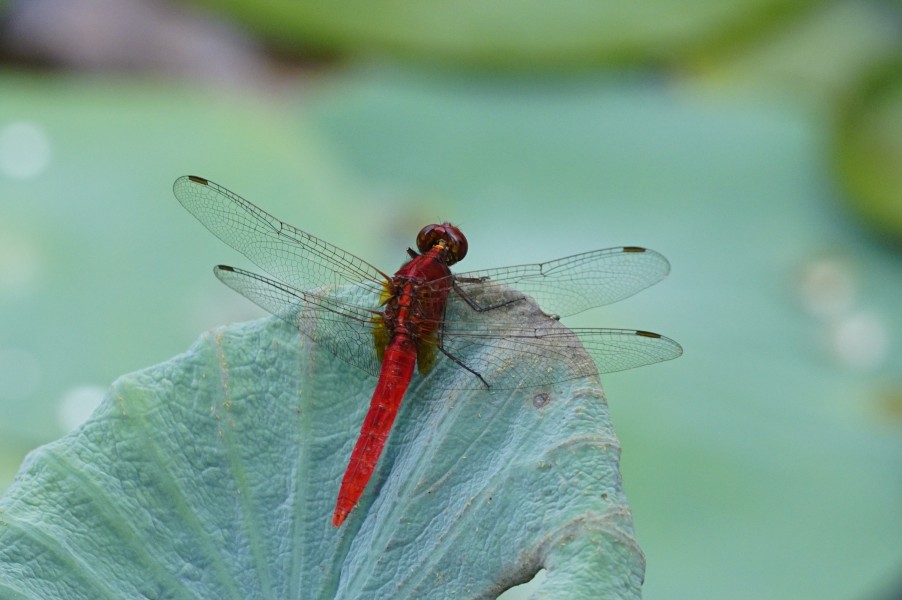 Rhodothemis rufa 9507