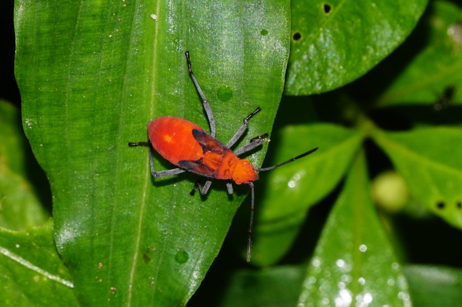 Rhopalidae june1