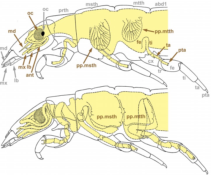 Rhyacophila-pronympha-caput&thorax1&2