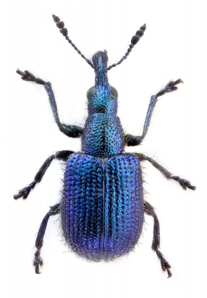 Rhynchites caeruleus = Involvulus caeruleus