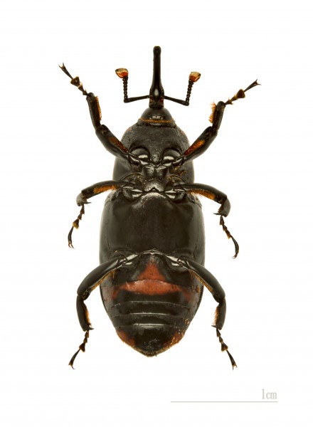 Rhynchophorus ferrugineus MHNT ventre