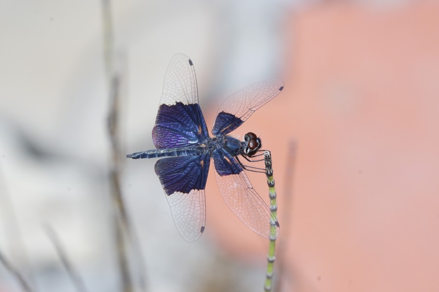 Rhyothemis triangularis 5823
