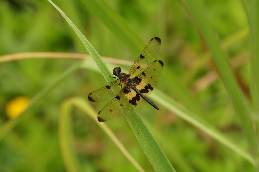 Rhyothemis variegata 07401