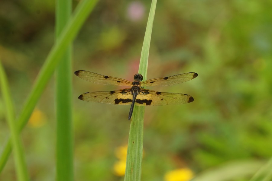 Rhyothemis variegata 07405