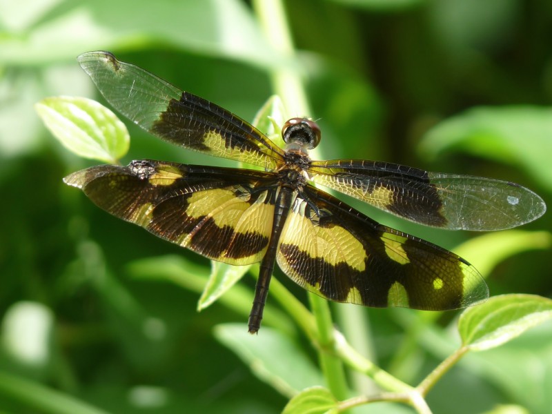 Rhyothemis variegata female at Kadavoor
