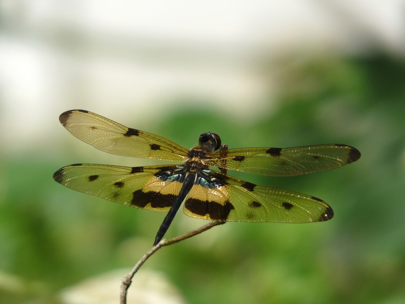 Rhyothemis variegata of Kadavoor