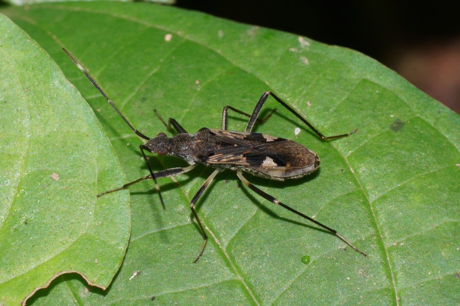 Rhyparochromidae Bug 03198