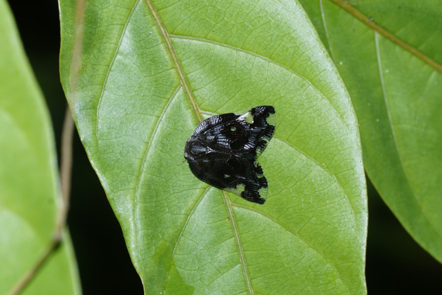 Ricania 6023