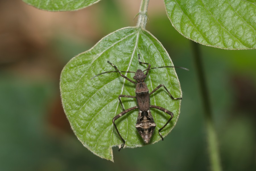Riptortus-Kadavoor-2016-03-30-001