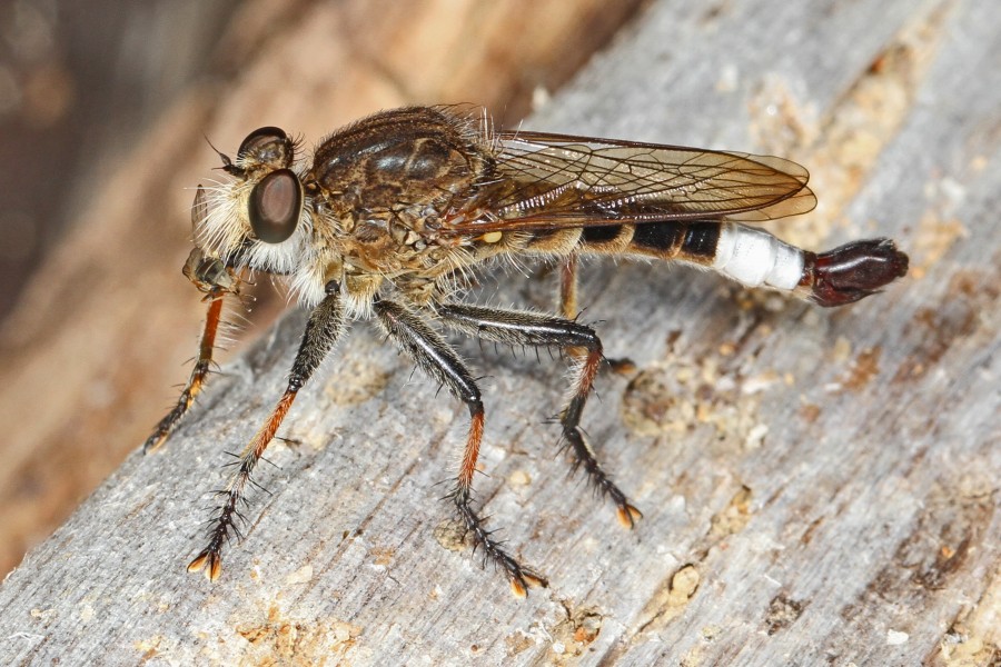 Robber Fly - Efferia albibarbis?, Leesylvania State Park, Woodbridge, Virginia