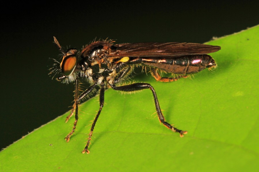Robber Fly - Eudoctria albius, Leesylvania State Park, Woodbridge, Virginia