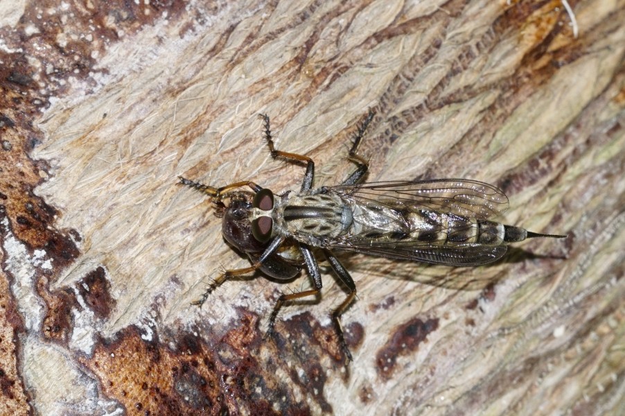 Robberfly 5466