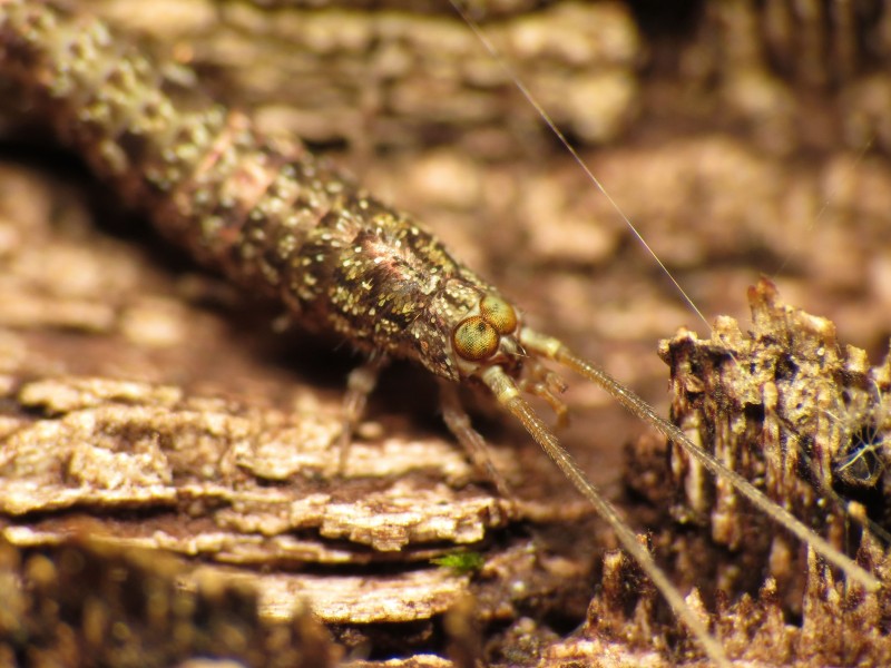 Rock Bristletail (15320475767)