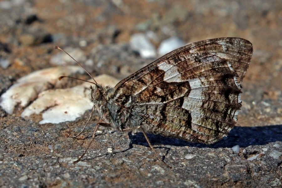 Rock grayling (Hipparchia semele) male