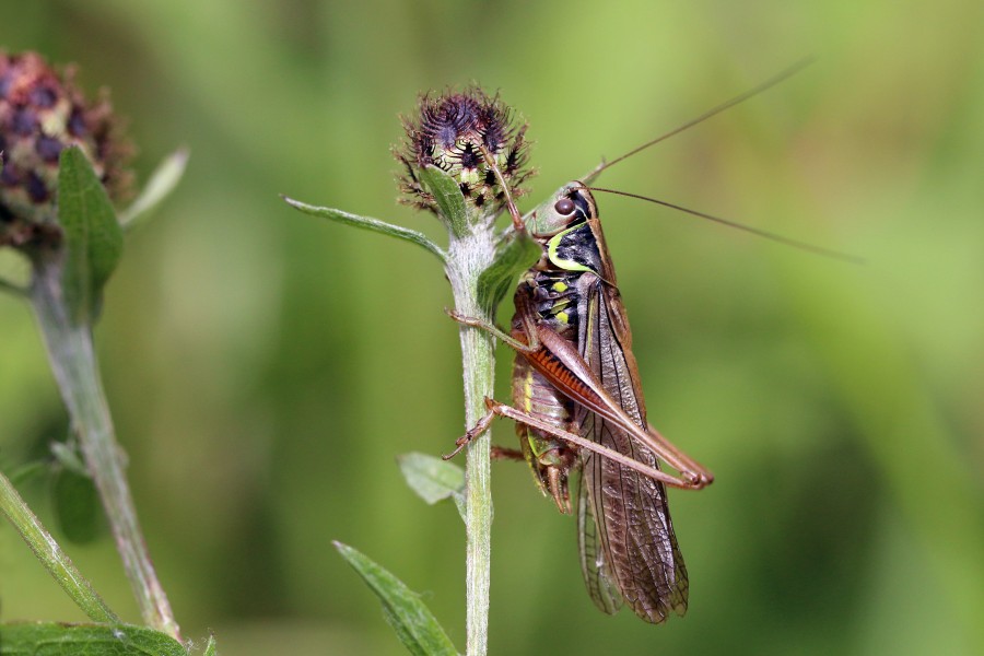 Roesel's bush-cricket (Metrioptera roeselii diluta) male