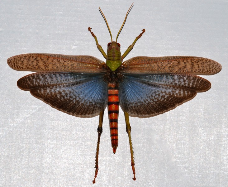 Romaleid Grasshopper (Tropidacris collaris) female (8390154134)