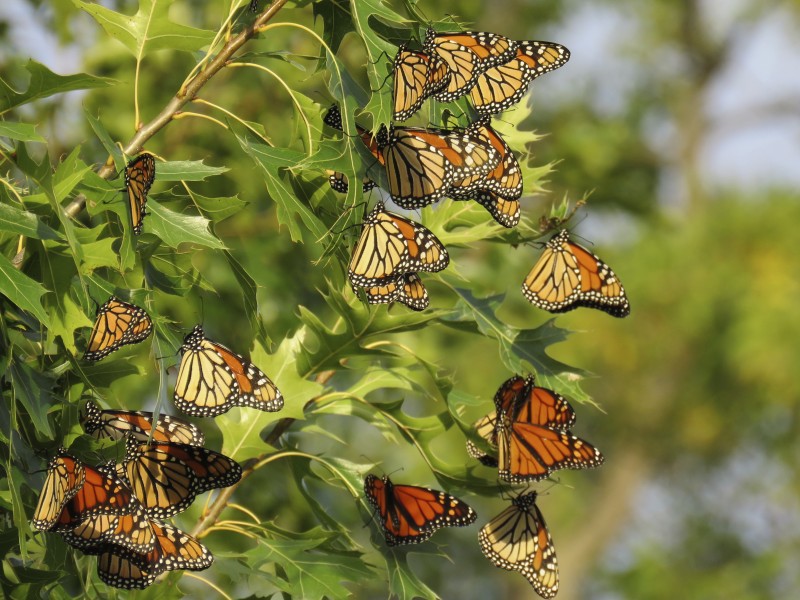 Roosting Monarch Butterflies (37043661991)